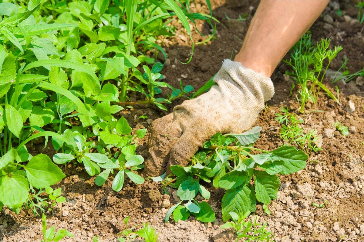 https://garten.de/garten-news/unkraut-jaeten-im-herbst-und-winter-aktiv-werden