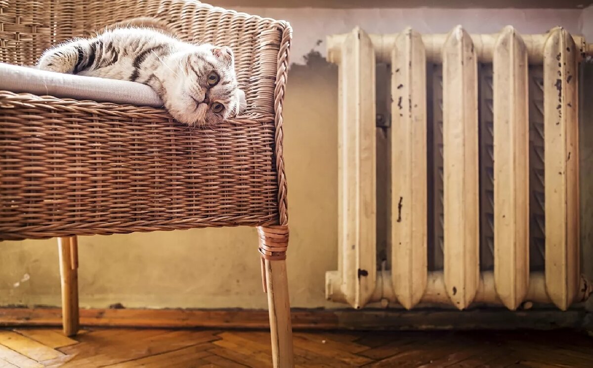 Картинка из интернета (в свободном доступе)