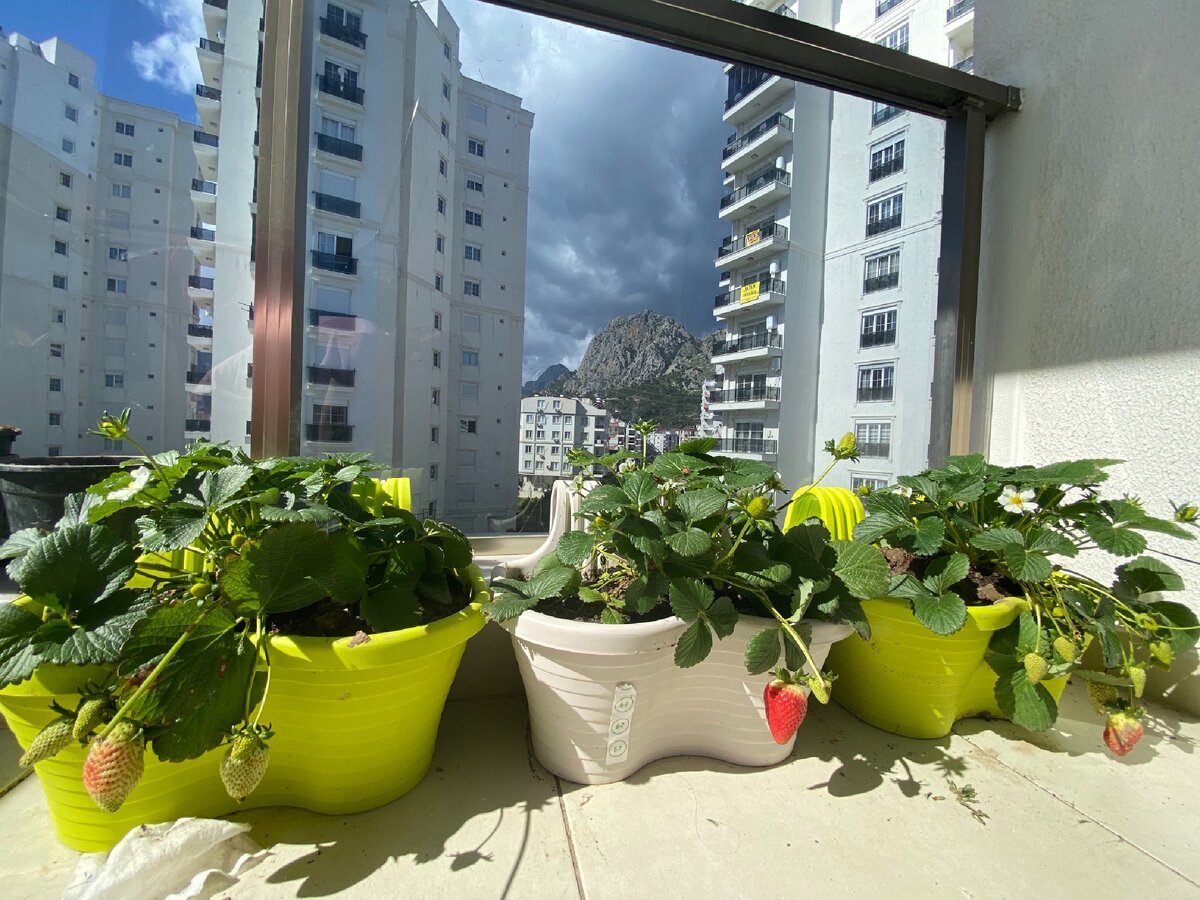На балконе растет клубника 🍓