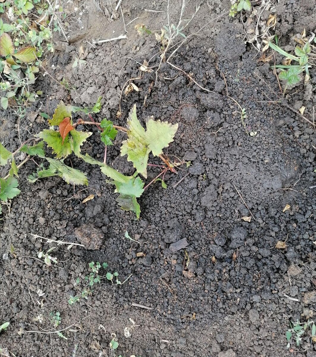 Пересаженная лоза осенью. Фото втора