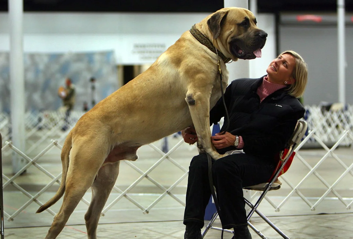 Есть множество крупных пород. Но какие собаки считаются самыми крупными в мире? Сколько весила самая тяжелая собака? Какие записи в Книге рекордов Гиннеса об этих животных самые интересные?-2