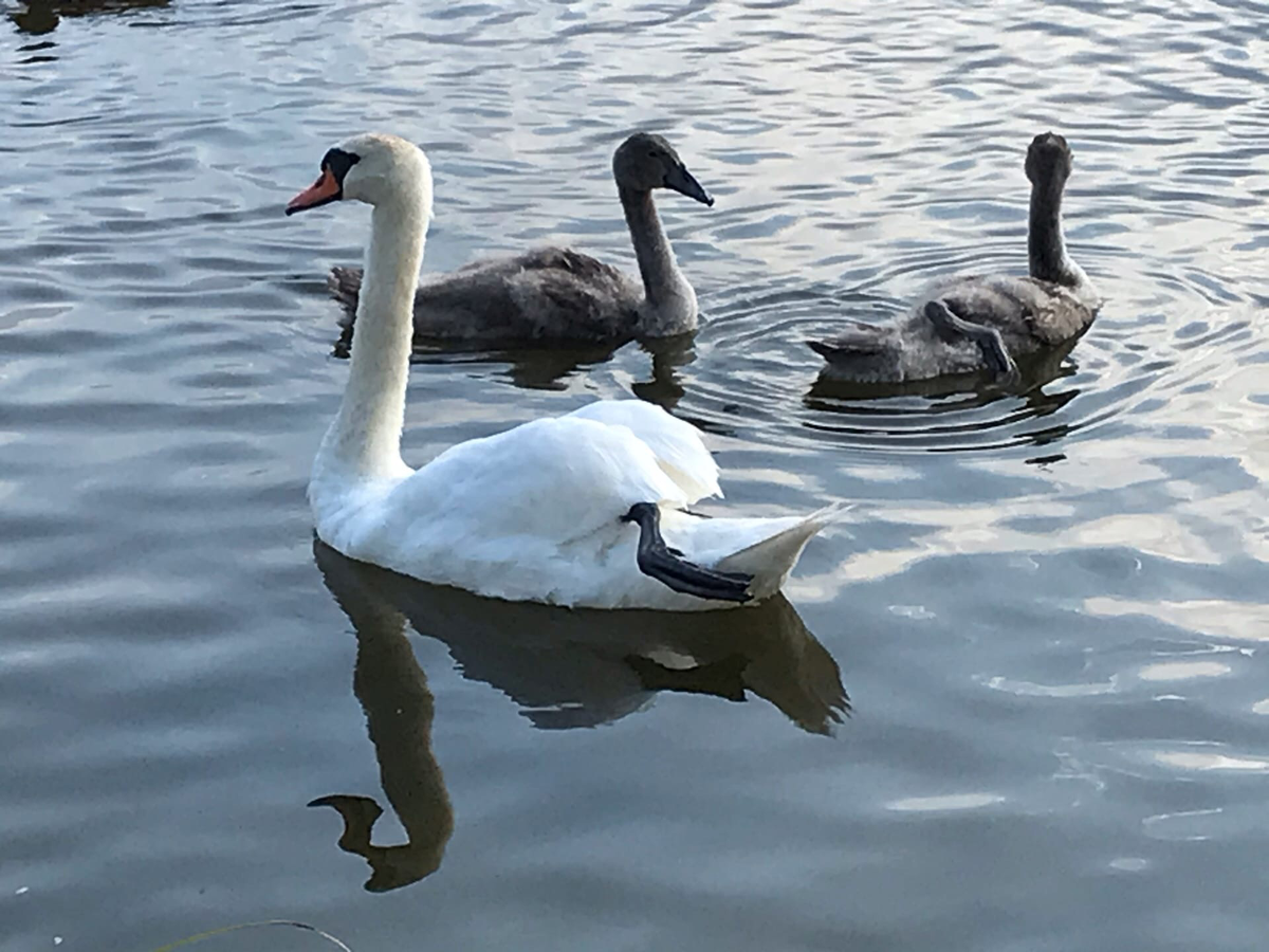 Лебедь-шипун, лето 2021, Палкинский район Псковской области.