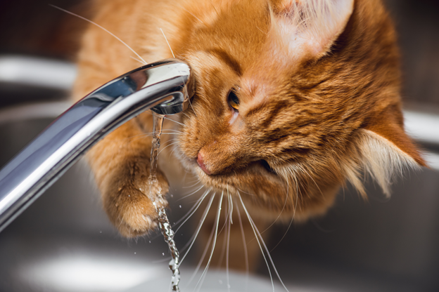 почему котенок не пьет воду а пьет только молоко или кефир?