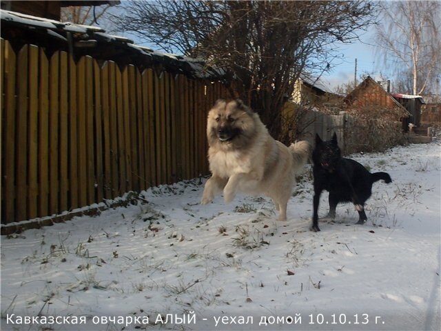 Давай..догоняй..салага!