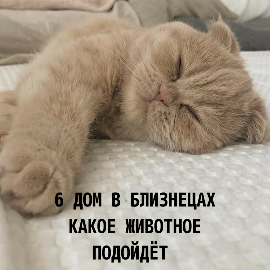 @astrolog_golubalena