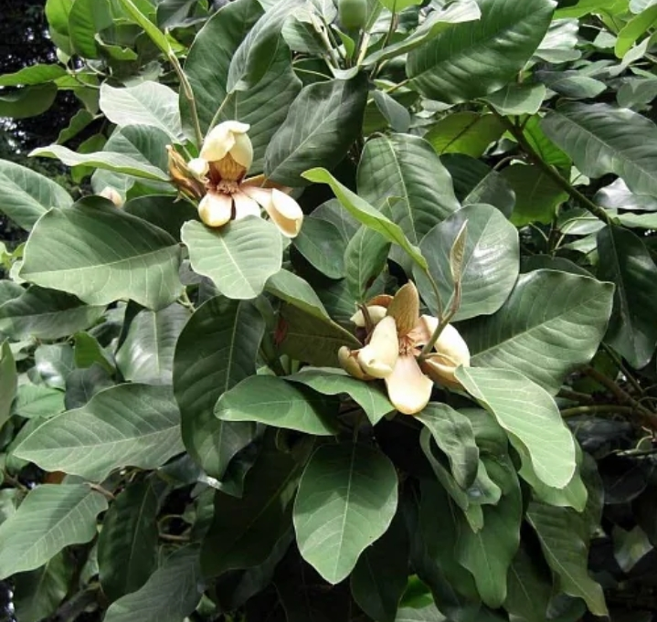 Магнолия Делавея