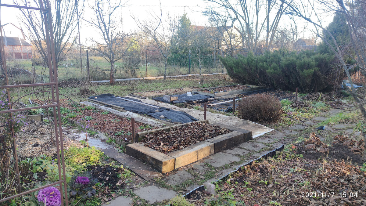 Мой огород. Фото автора.