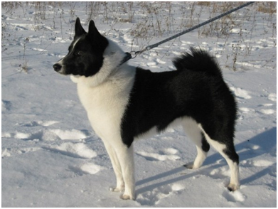 Из открытых источников