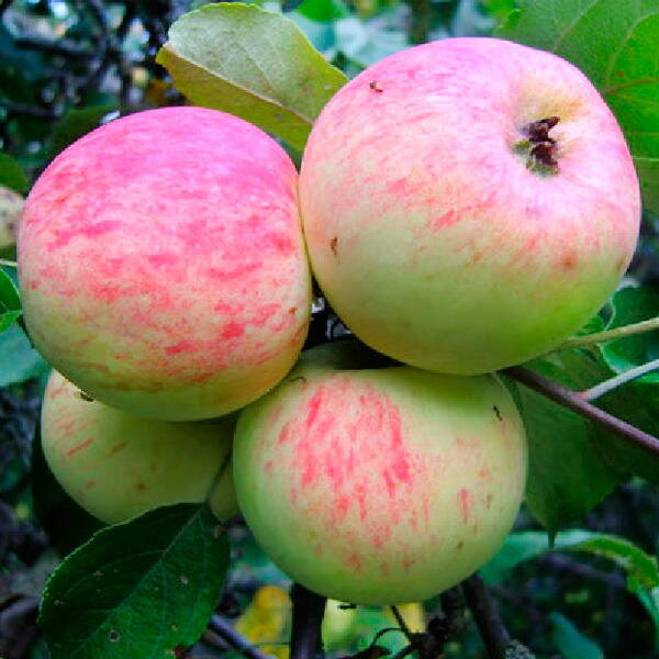 Сорт Грушовка Московская