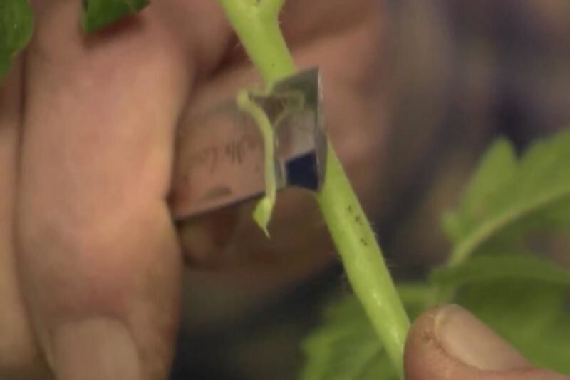 Подготовка томатов к прививке