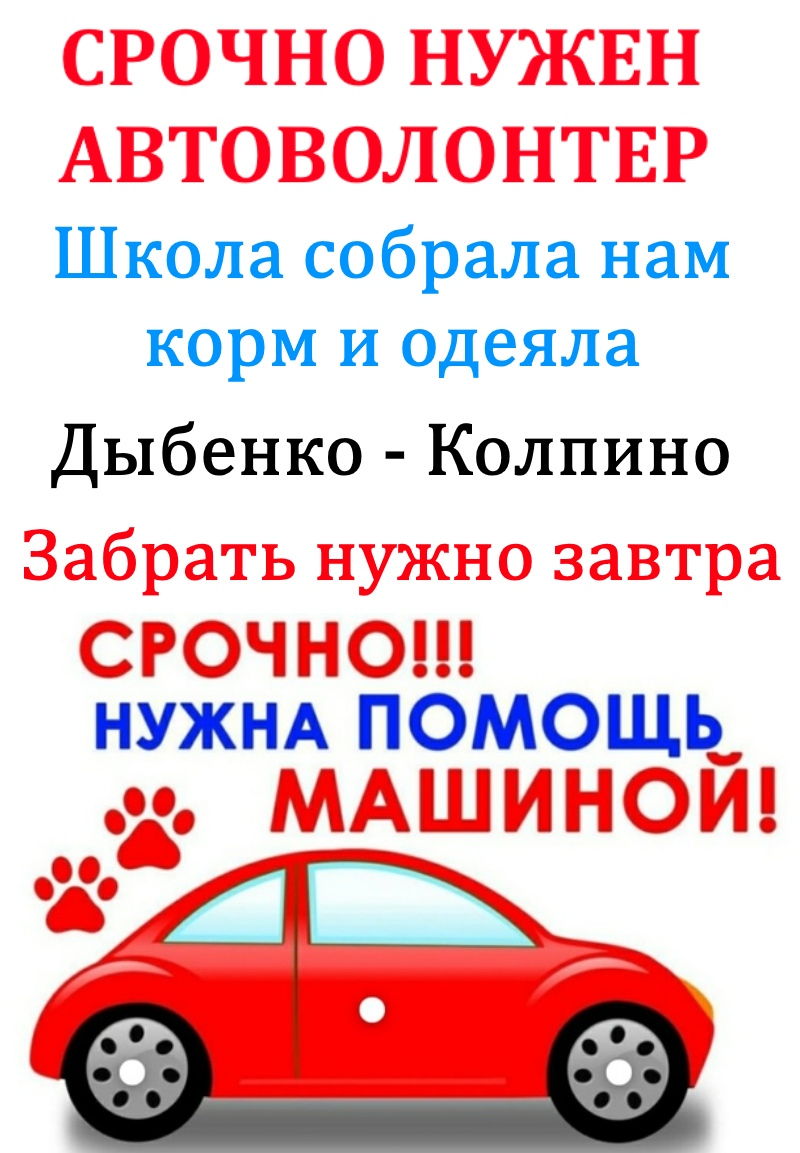 Очень нужна помощь машиной - Дыбенко-Колпино. | Animalrescueed | Дзен