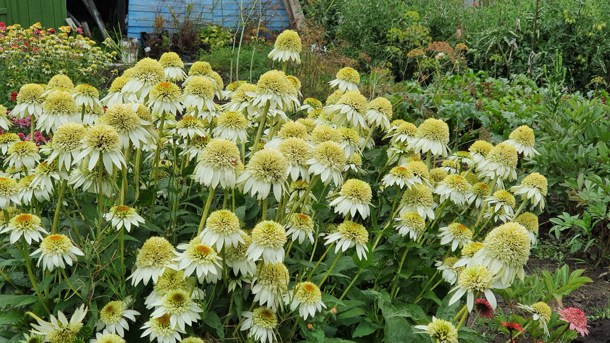 На одном взрослом кусту можно насчитать до 50 цветов