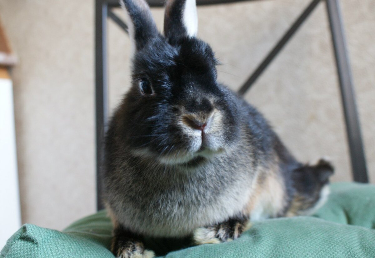 Фото из личного архива. Крол Масяня, с перебитыми задними лапами, отказники бывают и такими милыми). Нашла своих людей.