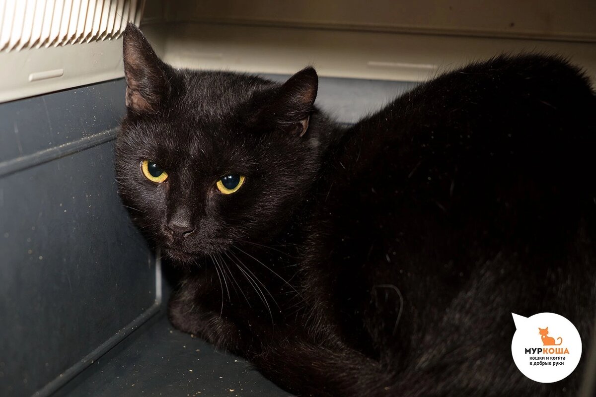 Черный, брутальный Люциус.