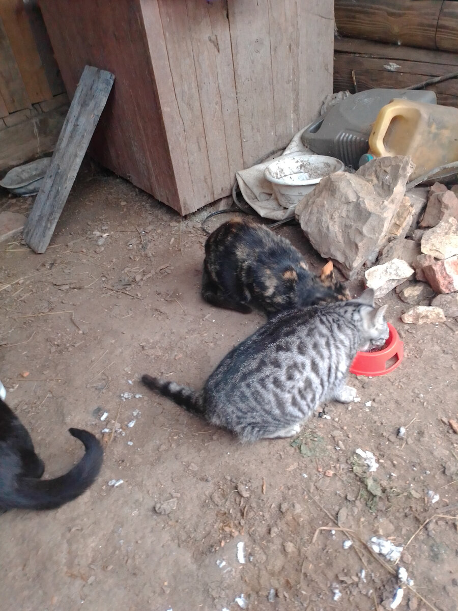 Пэгги с Мими едят мясо из миски