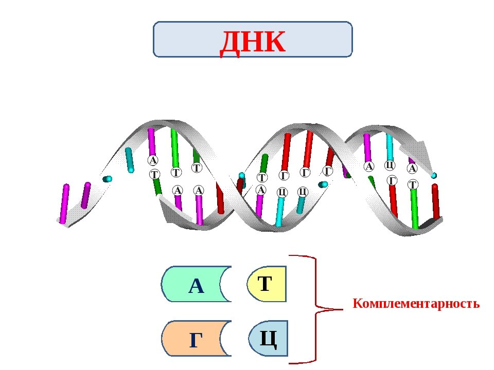 Цепочки ДНК. Рисунок из интернета: https://multifiles.pressherald.com