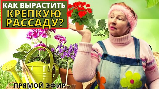 Прямой эфир. Как вырастить КРЕПКУЮ и ЗДОРОВУЮ РАССАДУ овощей и цветов