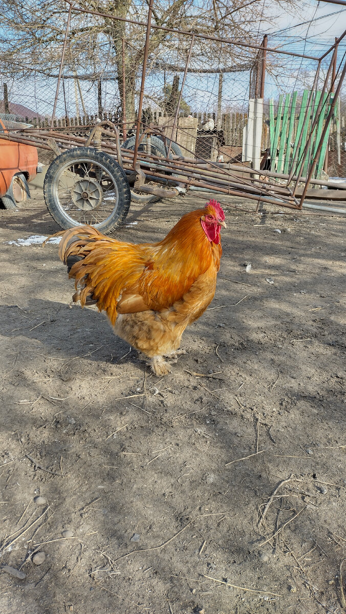 🐓♂️♀️ 🐔 (сколько яиц будет оплодотворенные) | Евгения (Перепёлка в каждый  дом 🏡) | Дзен