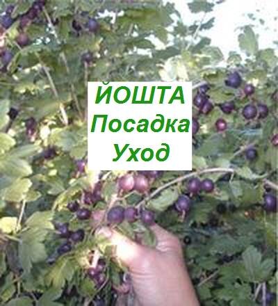 йошта, посадка и уход