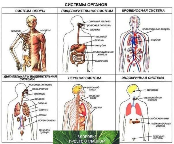 #здоровье #организм #здоровое тело #жизнь 