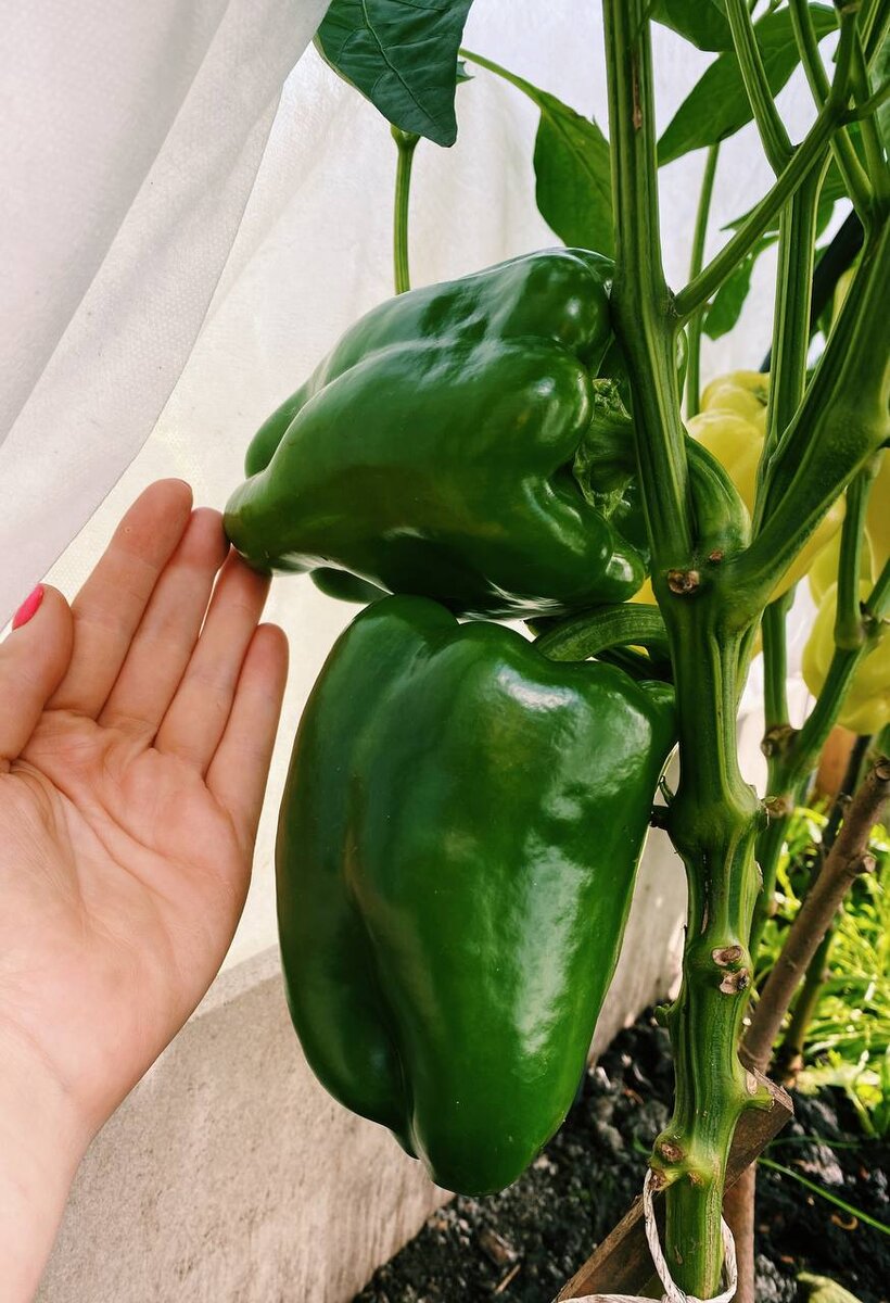 Звезда востока гигантская красная на этапе технической спелости / 2021 год 