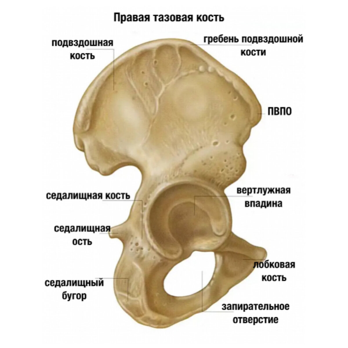 Нутация крестца. Крестец и таз. Движение таза. Двигаться тазом.