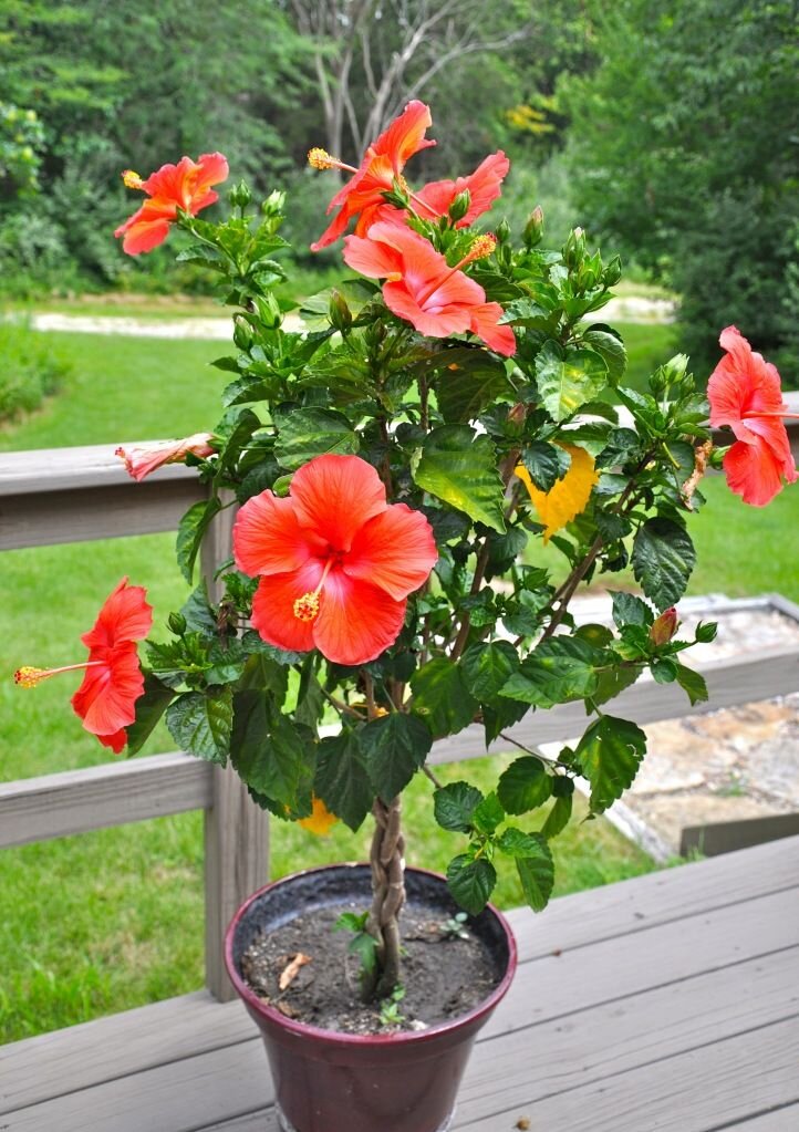 Rosa de China: características, cuidados, usos y poda Planta de hibisco, Hibiscu