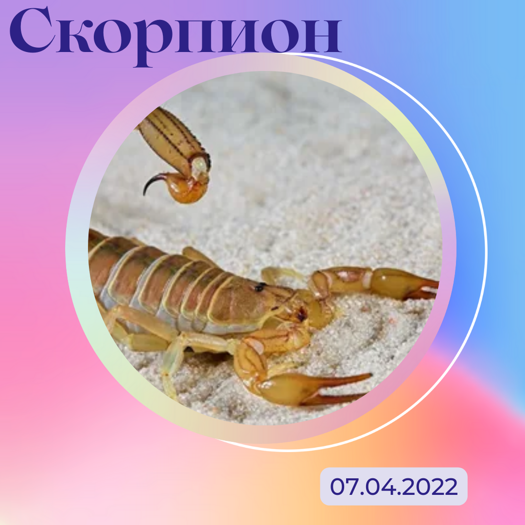Скорпион - 07.05.2022