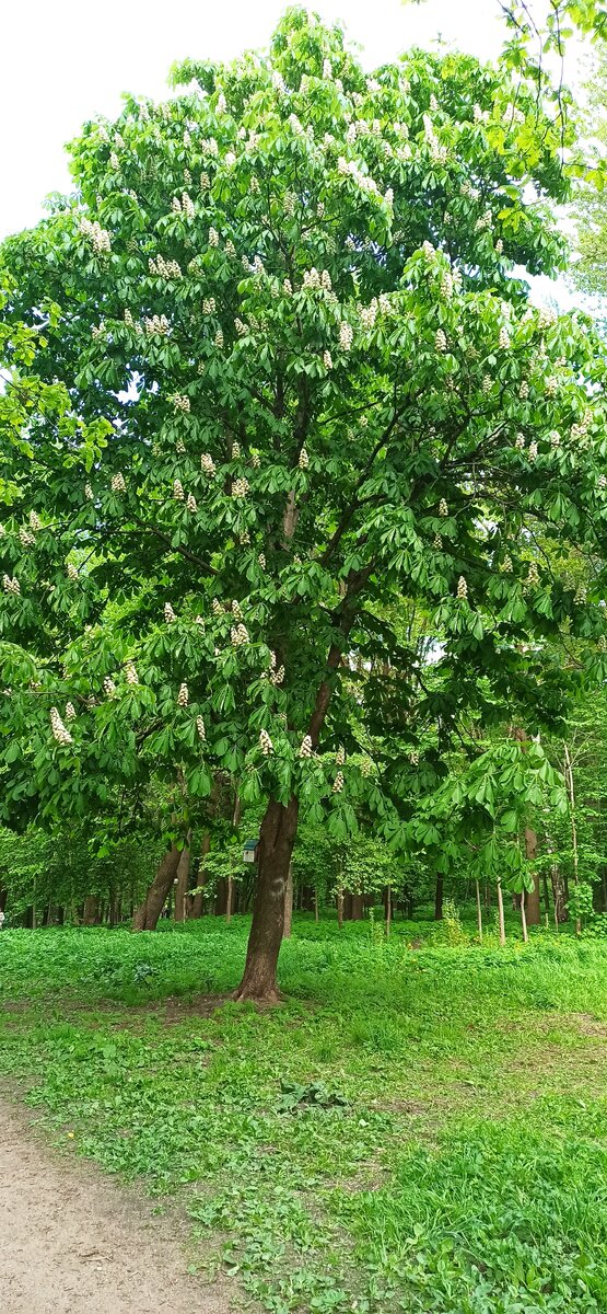 Виновник дискуссии. Краааасииивыый! 