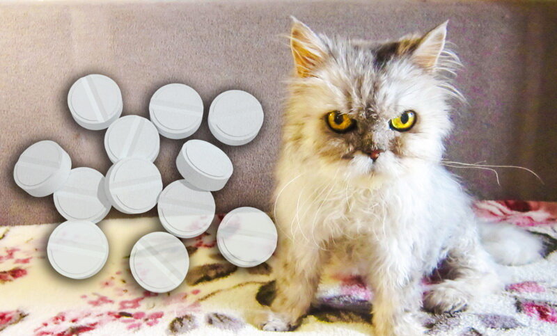 Все фотографии в публикации сделаны автором