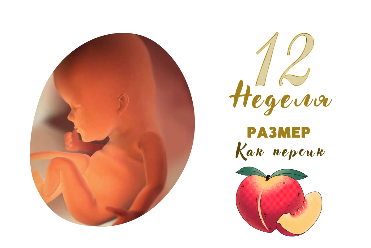12 неделя беременности: ощущения, признаки, развитие плода