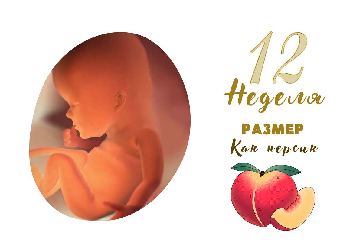 12 неделя беременности