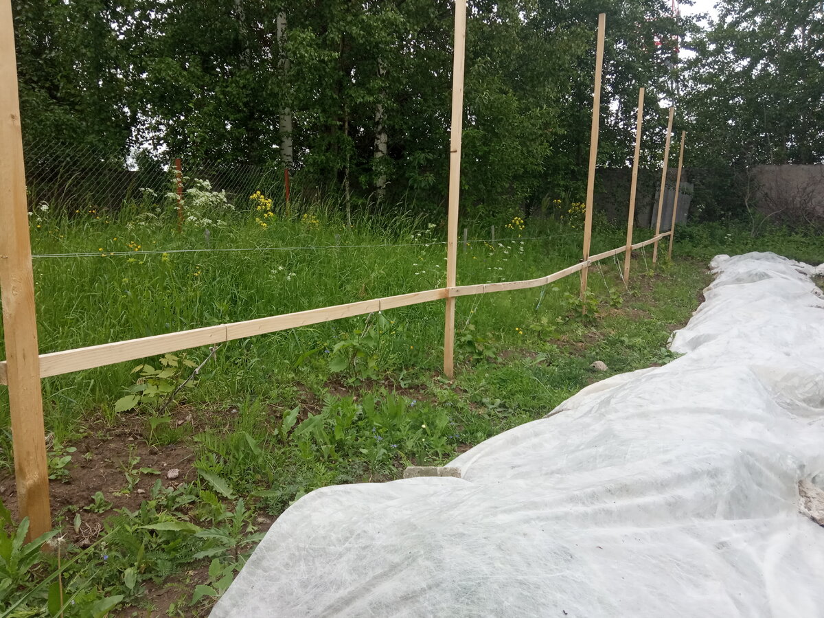 Тоже середина июня. но кустики винограда, посаженные год назад.