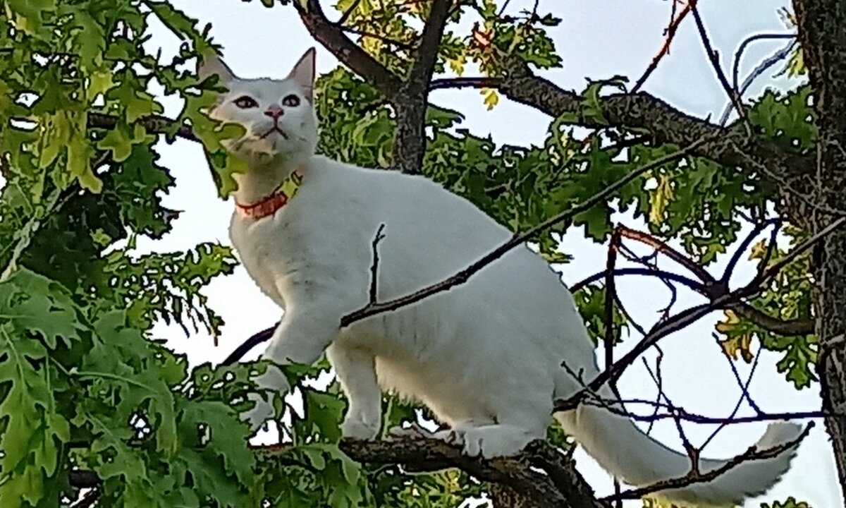 Коты 