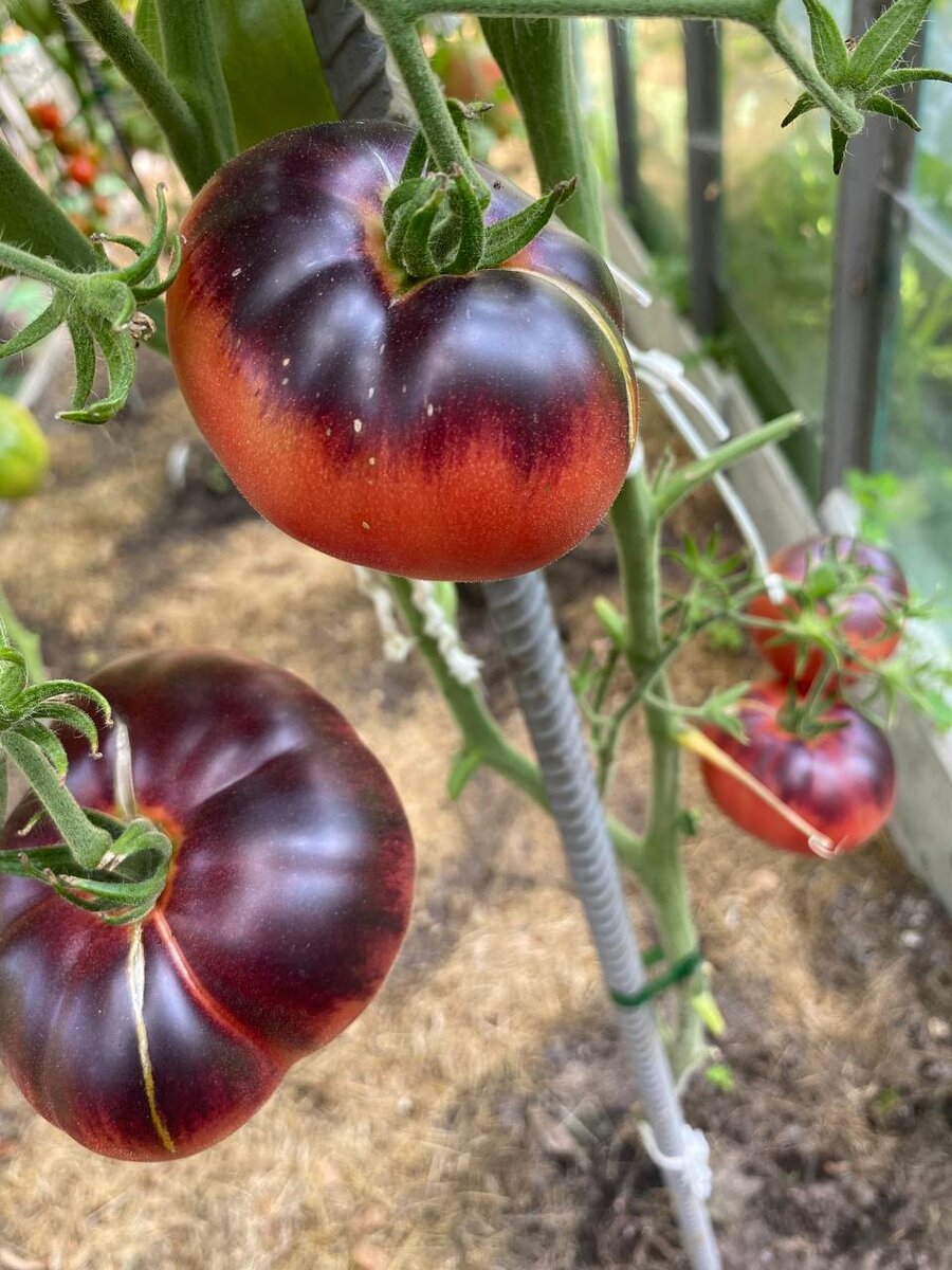 Лучшие сорта томатов на 2023 год! Часть 1 + задание для опытных дачников |  Вдали от города (огород + подсобное хозяйство) | Дзен