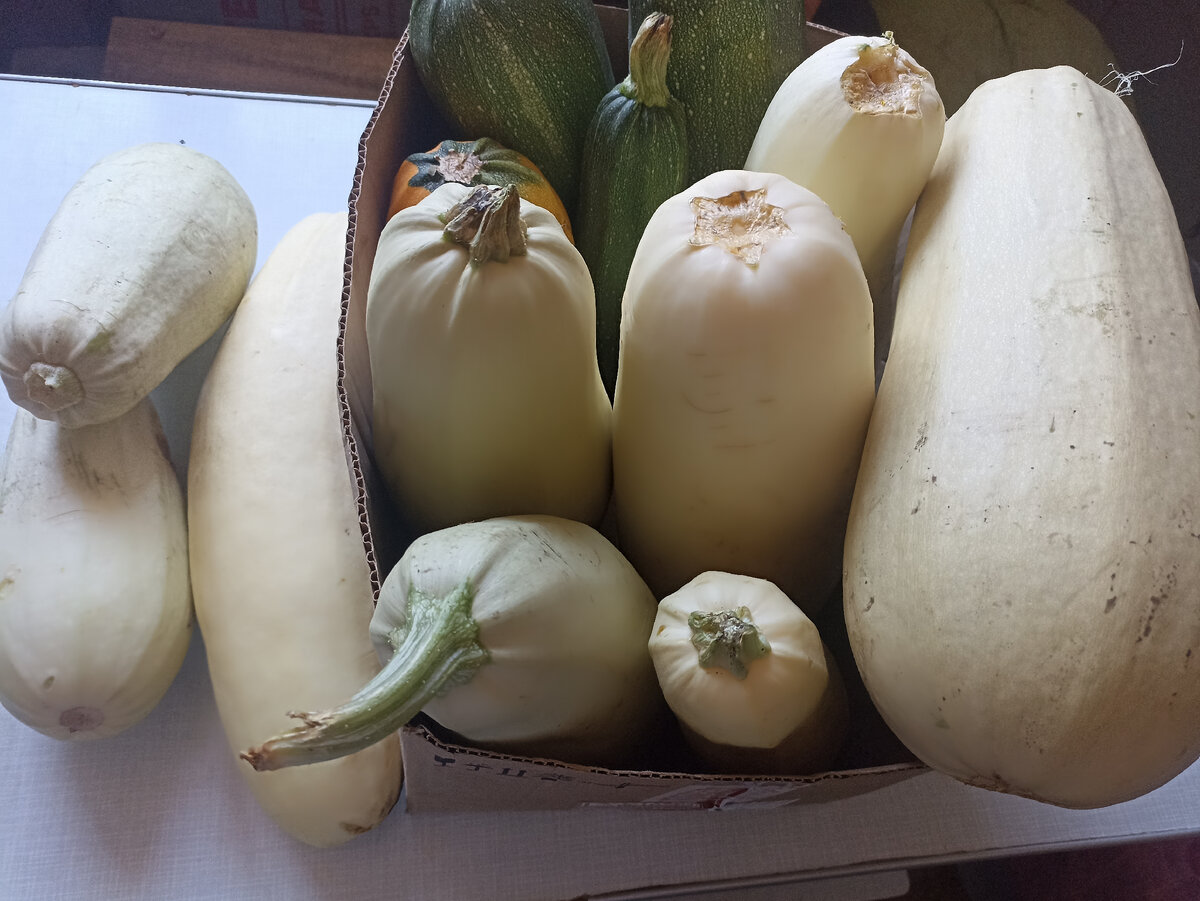 У меня сада-огорода нет и когда дают - беру, и готовлю любимый кабачок. фото одного дня