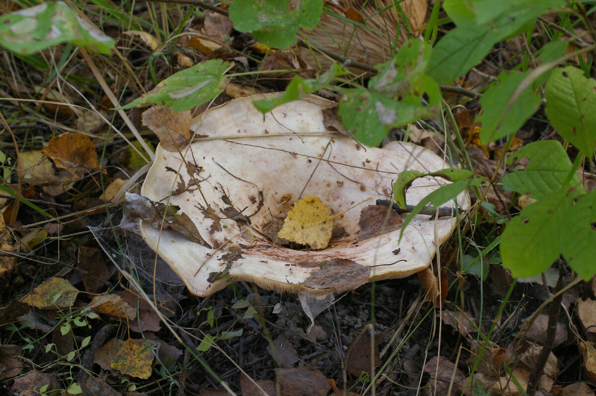 Ну, суховат маленько... (фото И.Лебединского)