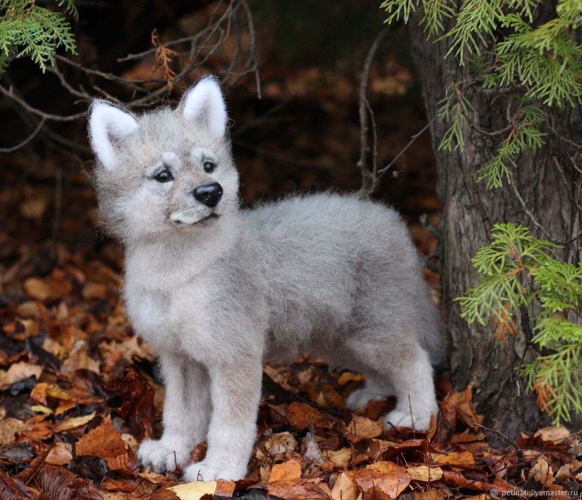 Фото из открытого интернет-источника 