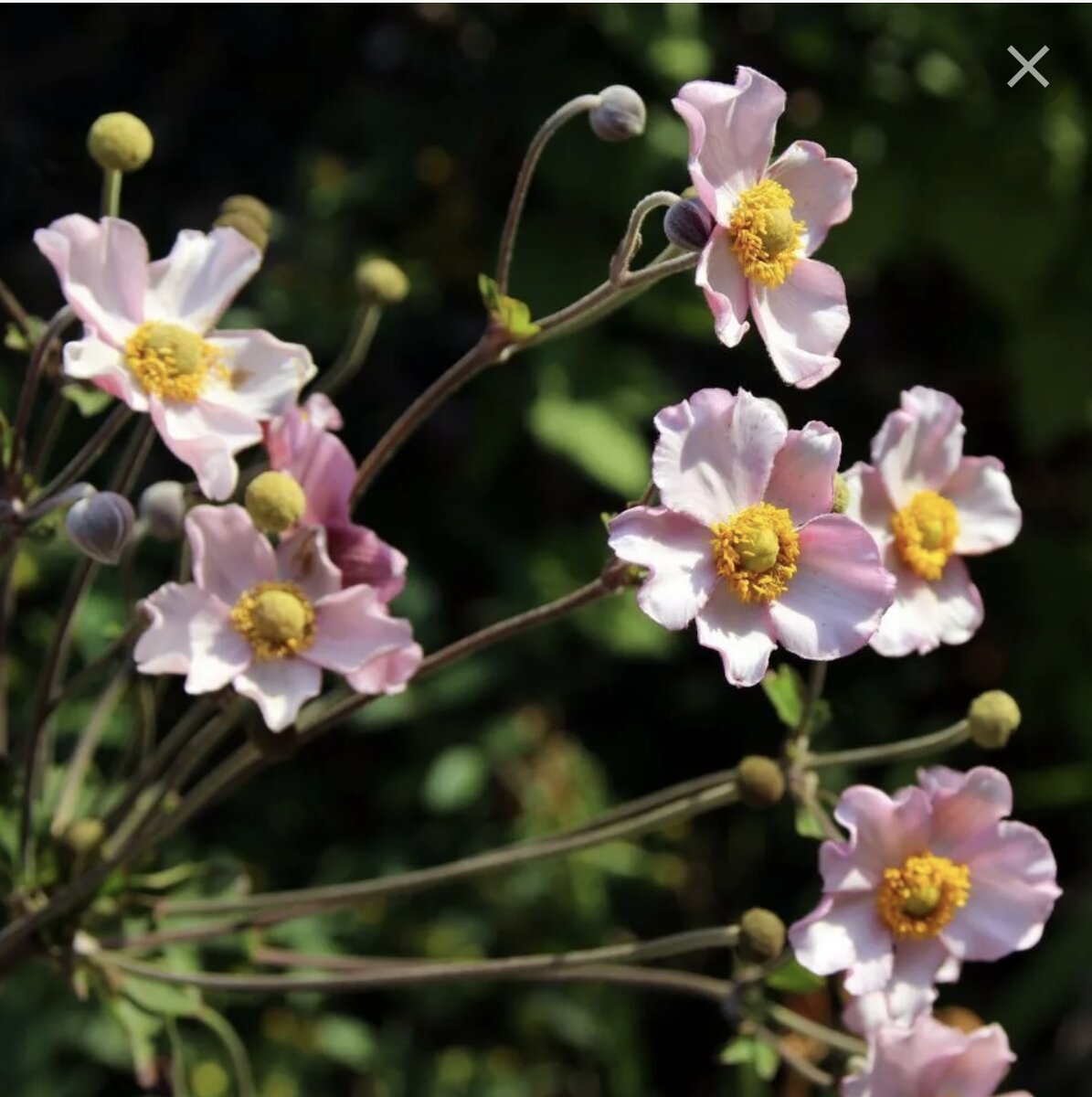 Анемона осенняя