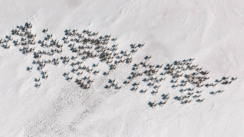 Фото: Сергей Горшков / Коммерсантъ📷Бабезиоз оказался одним из самых опасных и коварных заболеваний северных оленей