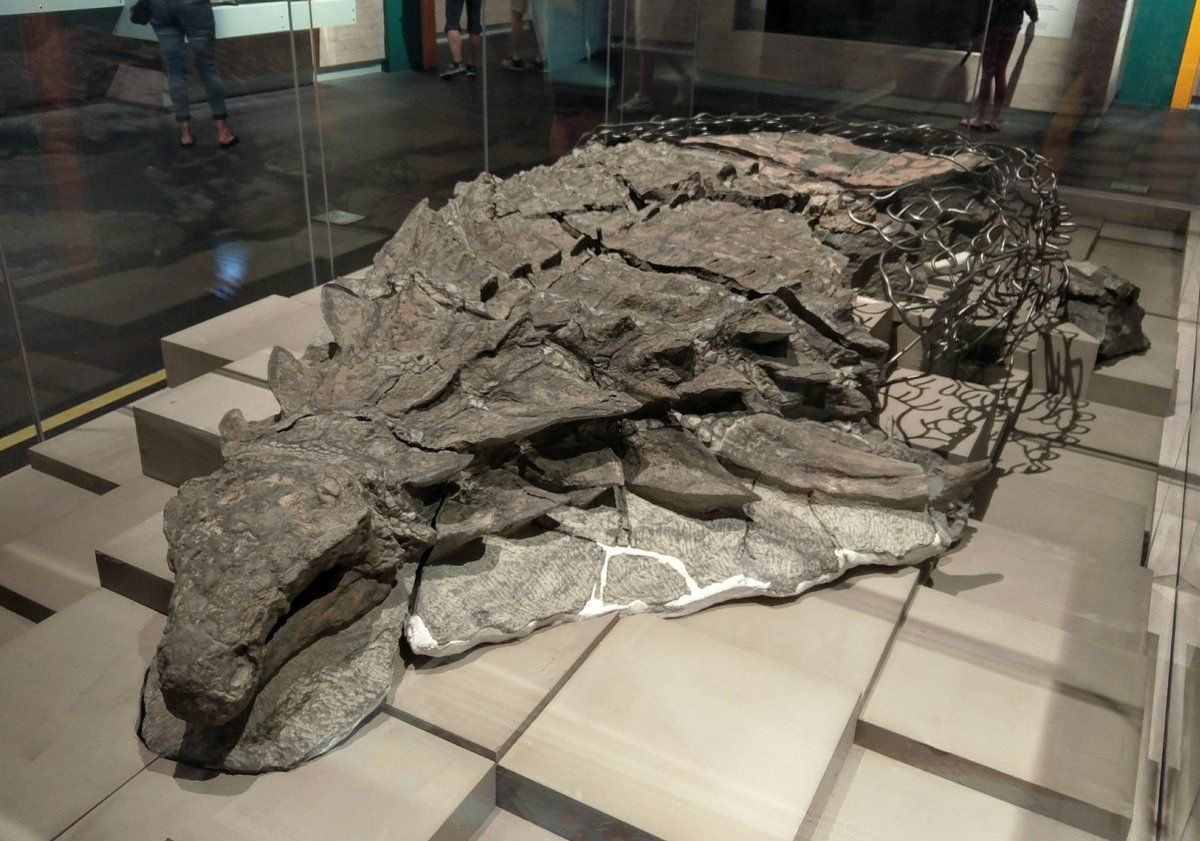 Образец динозавра Borealopelta в Королевском музее Тиррелла. На подготовку препаровку образца ушло примерно 7000 часов. 
