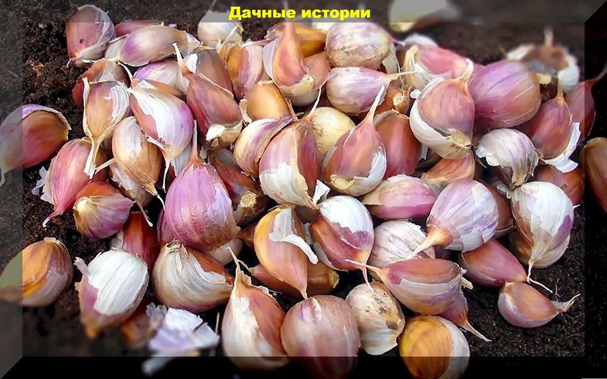 Посадка чеснока на зиму. Как подготовить чеснок на посадку осенью. Лилия формозская луковицы. Посадка чеснока весной. Как подготовить чеснок на посадку осенью.