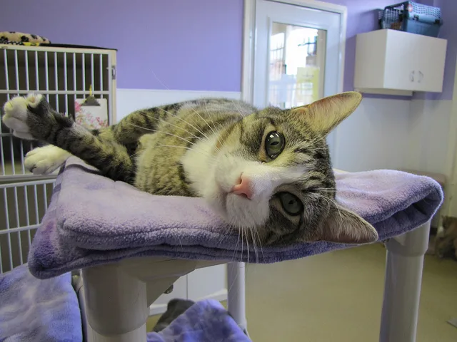 🙀Правда ли, что от вакцинации у кошки может развиться саркома и почему ...