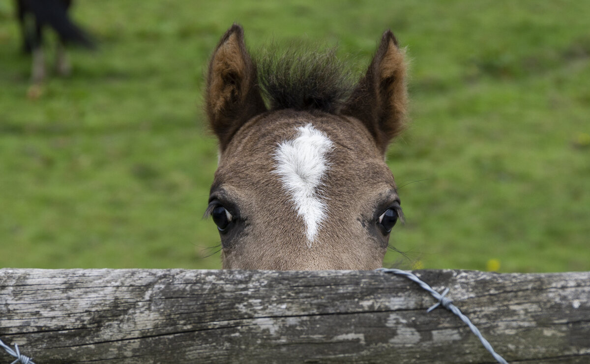 Играют жеребята с предметами и во взрослом возрасте, примером может стать открывание дверей.