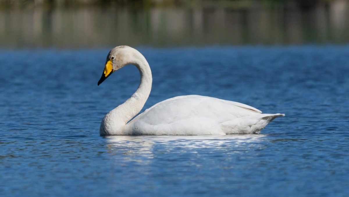 Лебедь - священная птица для ненецкого народа.