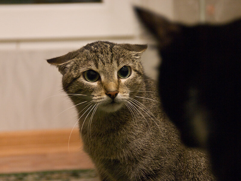 Коты отсюда. Кошка с прижатыми ушами. Кот прижал уши к голове. Кот поджал уши. Котик прижал ушки.