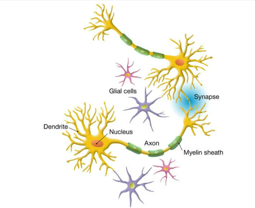 Нейроглия образована. Строение нейрона глиальные клетки. Глия клетки. Типы глиальных клеток рисунок. Глиальные клетки строение.