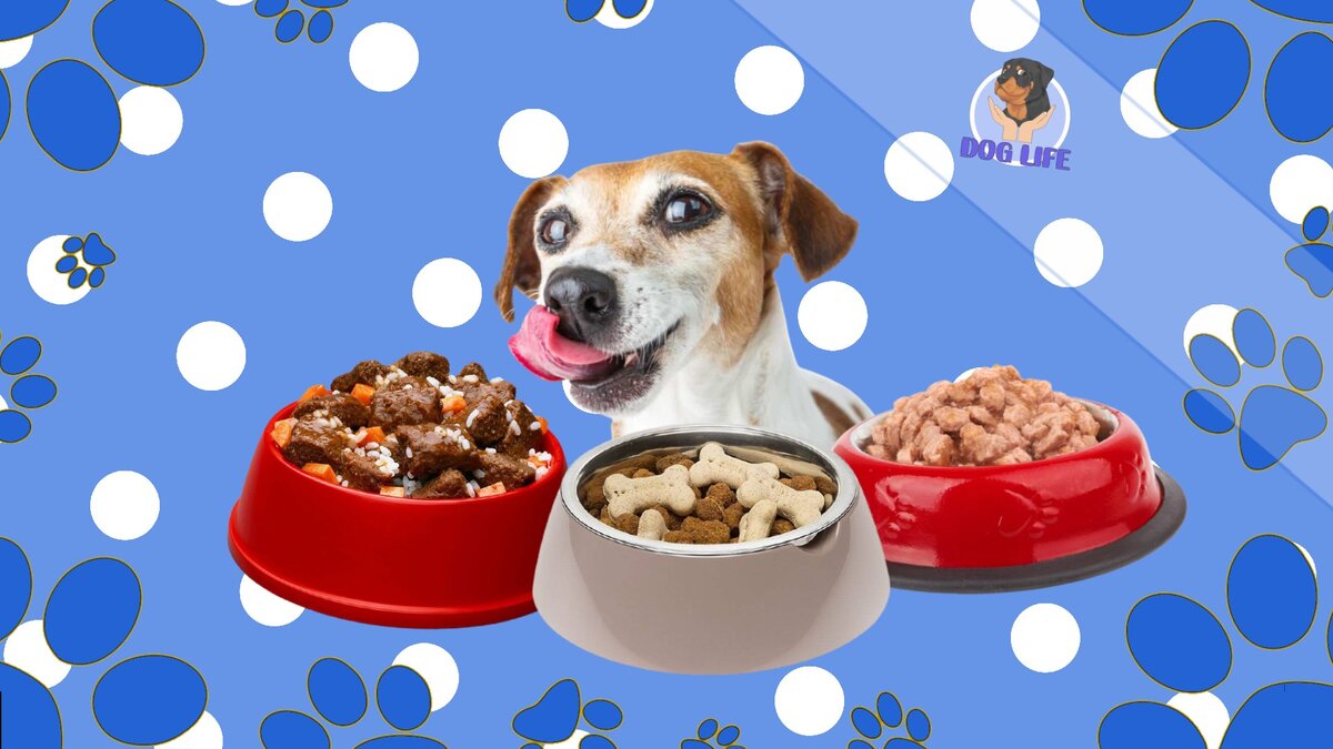 Подпишитесь на канал, чтобы не пропустить полезное и интересное про собак!