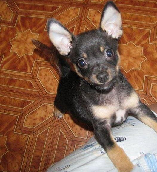 Объявление о продаже щенков той-терьера с Авито