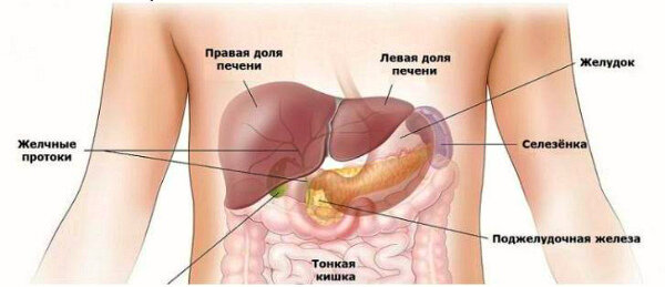 Роль селезенки в организме